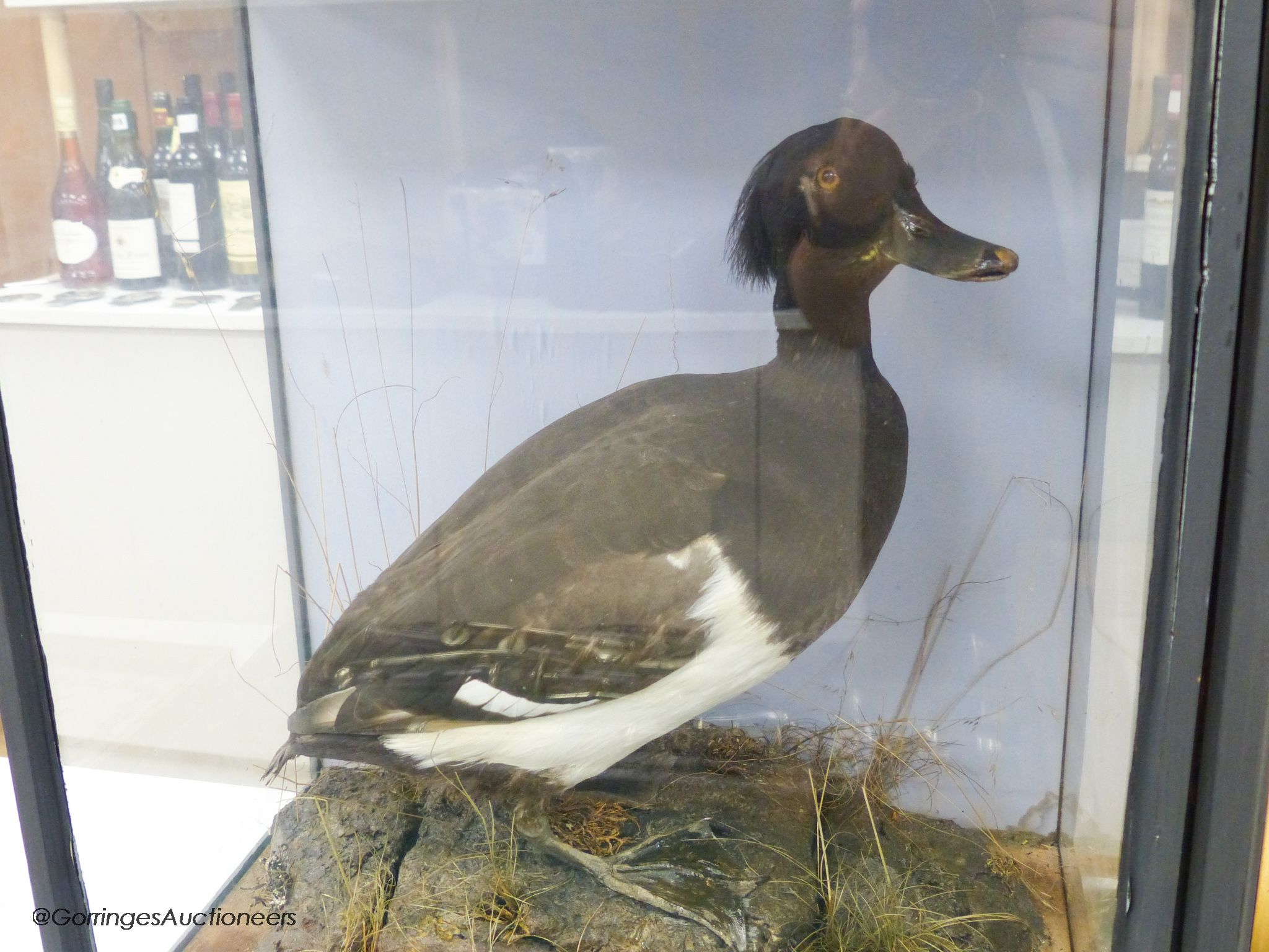 A taxidermic shelduck and a taxidermic tufted duck, each in glazed case, largest 58.5 x 48cm